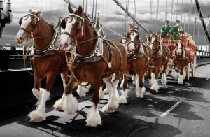 Clydesdale Draft Horse Sells for $212,500.