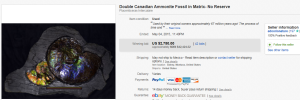 Double Canadian Ammonite Fossil in Matrix